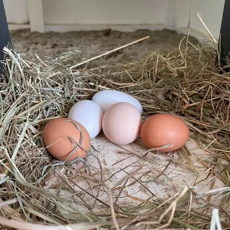 לינה וארוחת בוקר Bagnes Versegeres